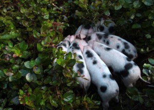 Pork Share Piglets