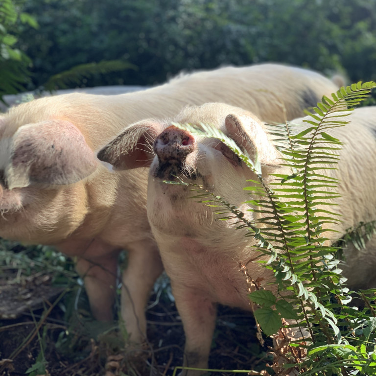 Pig sniffing fern