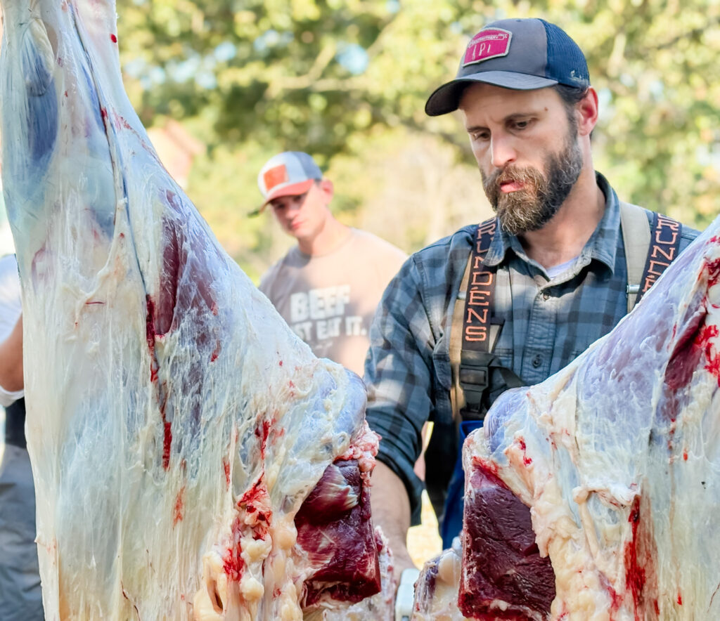 *The May 2nd class is SOLD OUT*
Using your hands and antique cutlery, we will harvest two grass finished Dexters.  We will unknit the carcass without creating any waste.  Our yield will be 100% of hanging weight in resolute distinction from the convention of wasting over half the harvest.  The silhouette of the magnanimous bovine is our only parameter.

The smaller-framed Dexter allows for a better meat-to-bone ratio.  All the harvesting is identical to tall, heavy breeds.  Go home equipped to repeat the harvest on your own with any beef you raise.
We created this 1-day course to better fit the working/farming schedule, but still send students home equipped to repeat the harvest indefinitely.  This is not an impoverished version of the two-day Family Beef harvest class, but a concentration, like a rich demi glace.
This class is for the beginner and the experienced alike. You will have gained enough hands-on experience to artfully harvest cattle at home.  The Dexter is small enough to fit in your backyard grazing regimen and your home kitchen.  These Dexters have been fattening on grass alone, are artfully rotated on the cross timber prairie grasses of Oklahoma, and never fed grain.