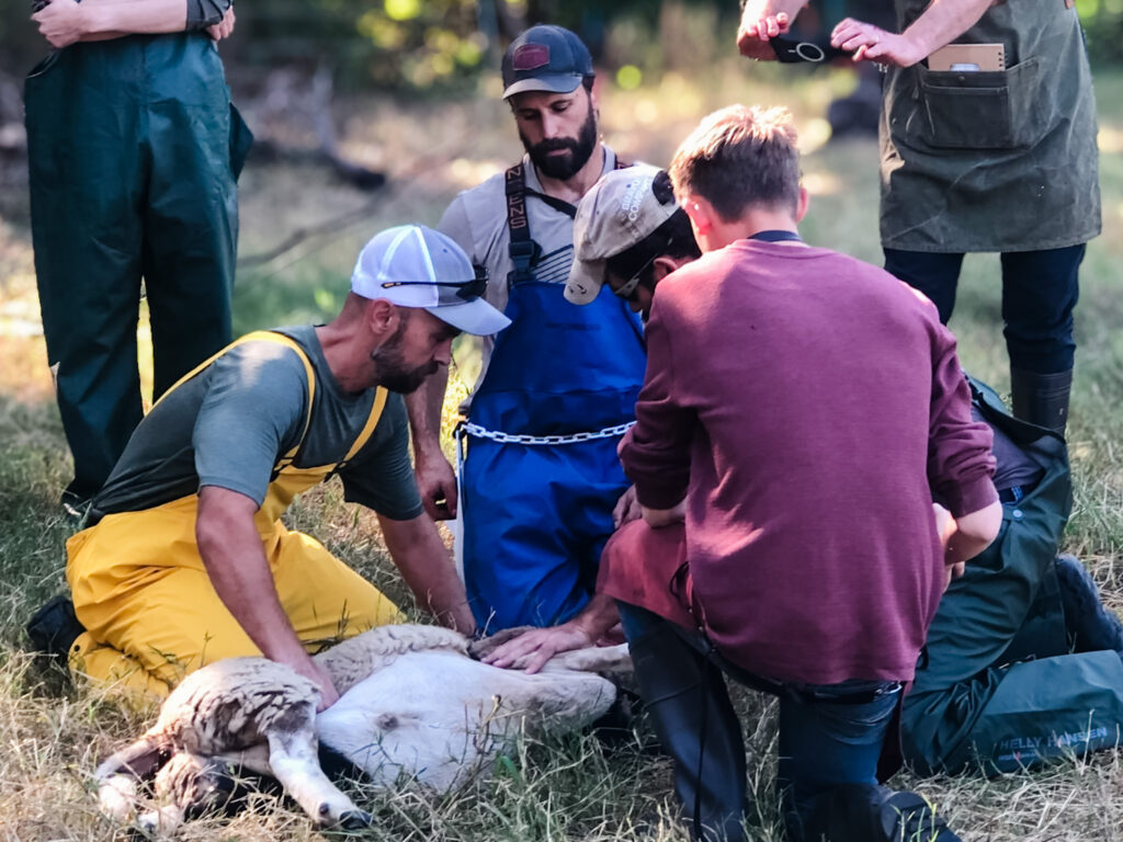*May 30th class is SOLD OUT*

This is a unique chance for farmers and hunters, new and veteran, to learn how to raise livestock and field-dress their game, with good meat as the goal. 

Using your hands and antique cutlery, we will slaughter, skin, and cut lamb to fit in the pot, pan, and oven of the home cook. 

We created this 1-day course to better fit the work/farming schedule while still sending students home equipped to repeat the harvest indefinitely. This is not an impoverished version of the 3-day Family Lamb harvest class, but a concentration, like a rich demi glace.